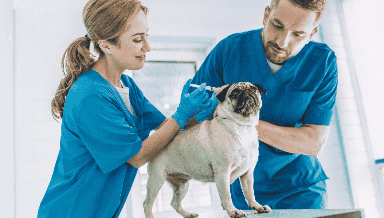 Veterinarians administering vaccine to pug during check-up