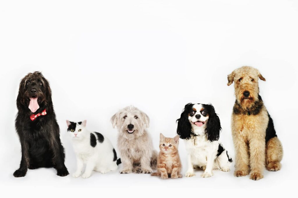 bishop-gate-animal-hospital-1.jpg