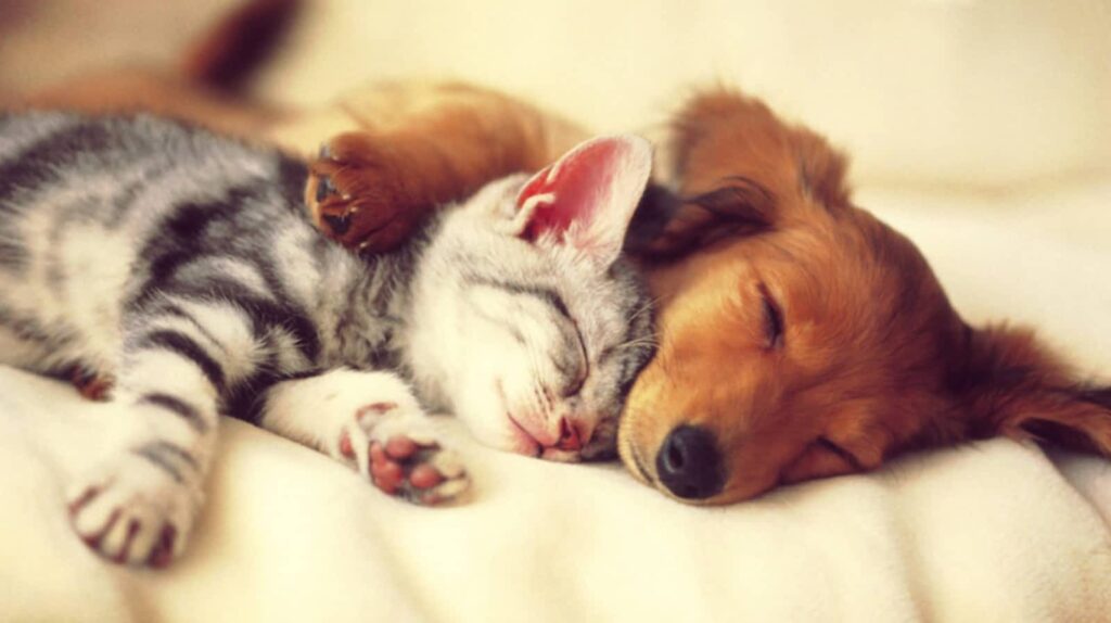 Henderson Animal Hospital