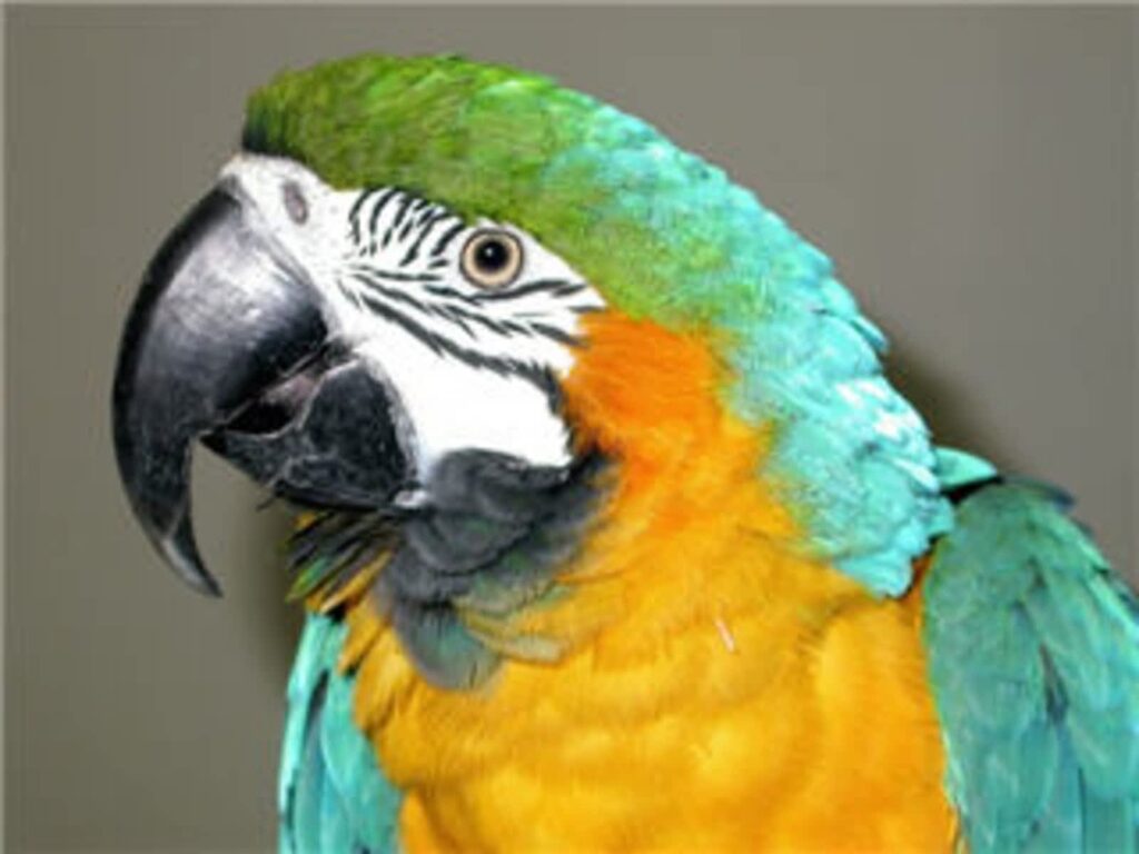 the-links-road-animal-bird-clinic-1.jpg